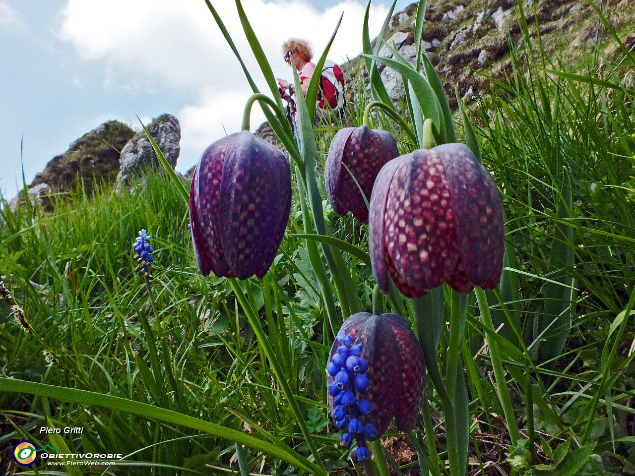 46 fritillaria....JPG